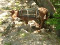 cerna_hora_cerven_09_24