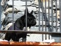 francie_2008_45